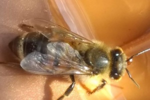 Biološka metoda (pčele) za detekciju eksploziva