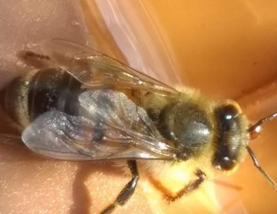 Biological Methods (Bees) for Explosive Detection